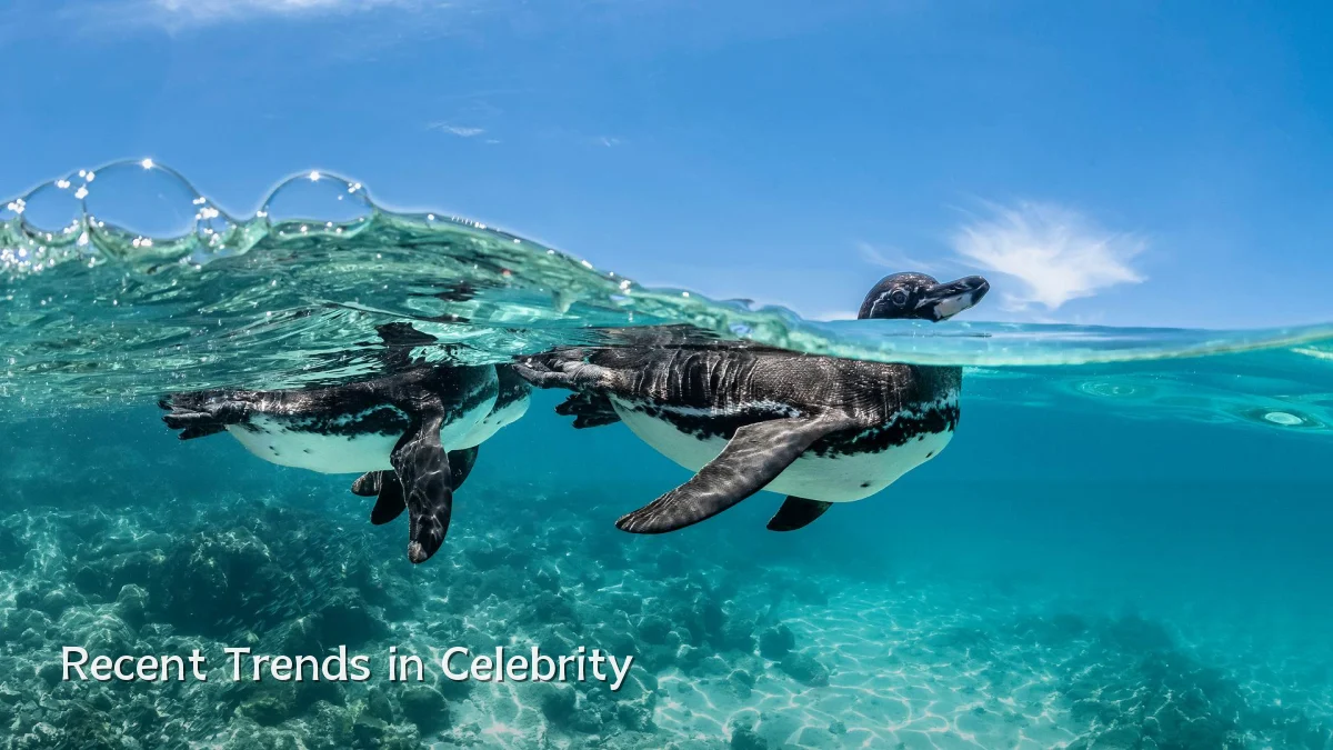 Recent Trends in Celebrity